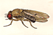 Drosophila_alagitans