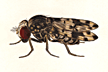 Drosophila_calloptera