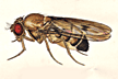 Drosophila_capnoptera