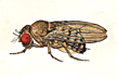 Drosophila_cardini