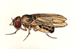 Drosophila_funebris