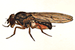 Drosophila_grisea