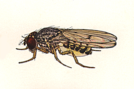 Drosophila_leonis