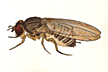 Drosophila_longala