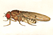 Drosophila_macroptera