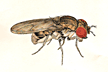 Drosophila_nigrohalterata