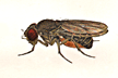 Drosophila_nigromelanica