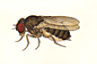 Drosophila_pachea
