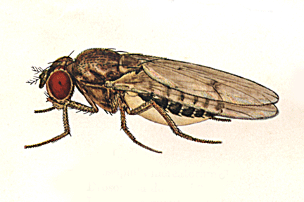 Drosophila_pinicola