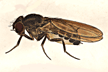 Drosophila_pollinospadix