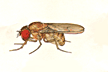 Drosophila_putrida
