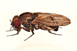Drosophila_robusta