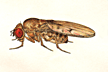 Drosophila_suboccidentalis