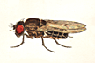 Drosophila_texana