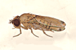 Drosophila_uninubes