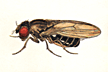 Drosophila_virilis