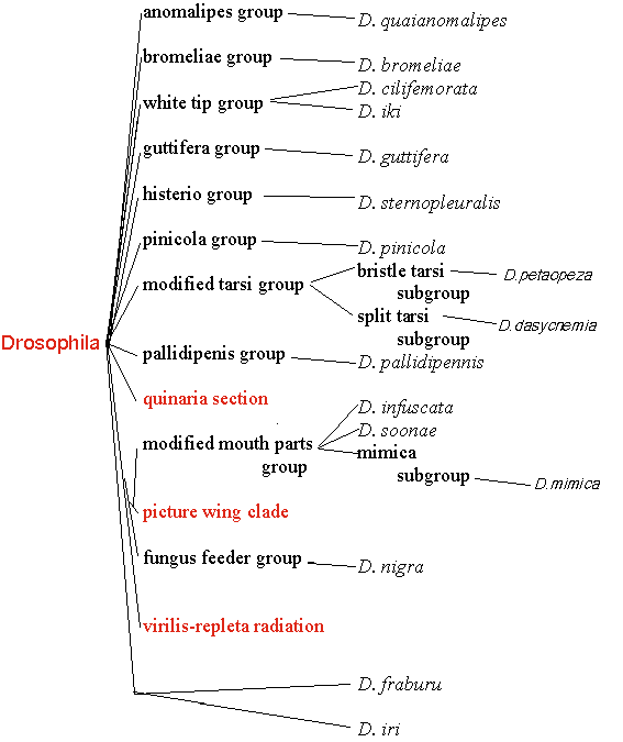 Drosophila