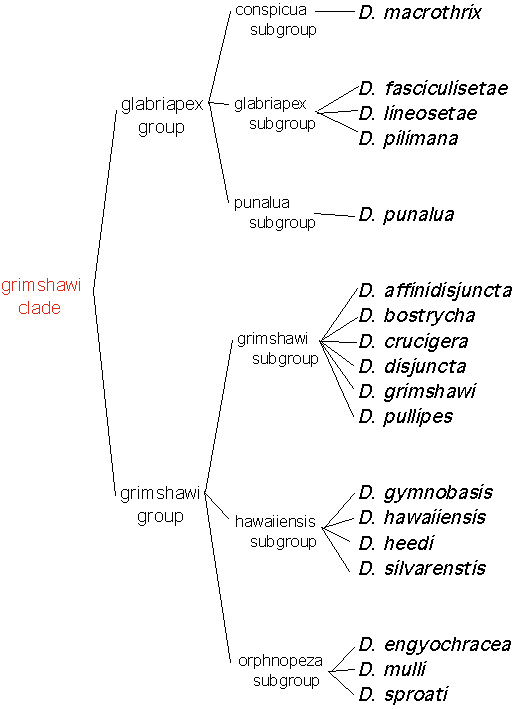 grimshawiclade