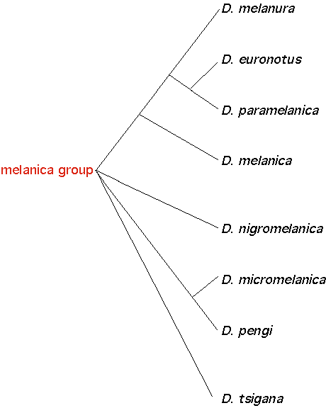 melanicagroup