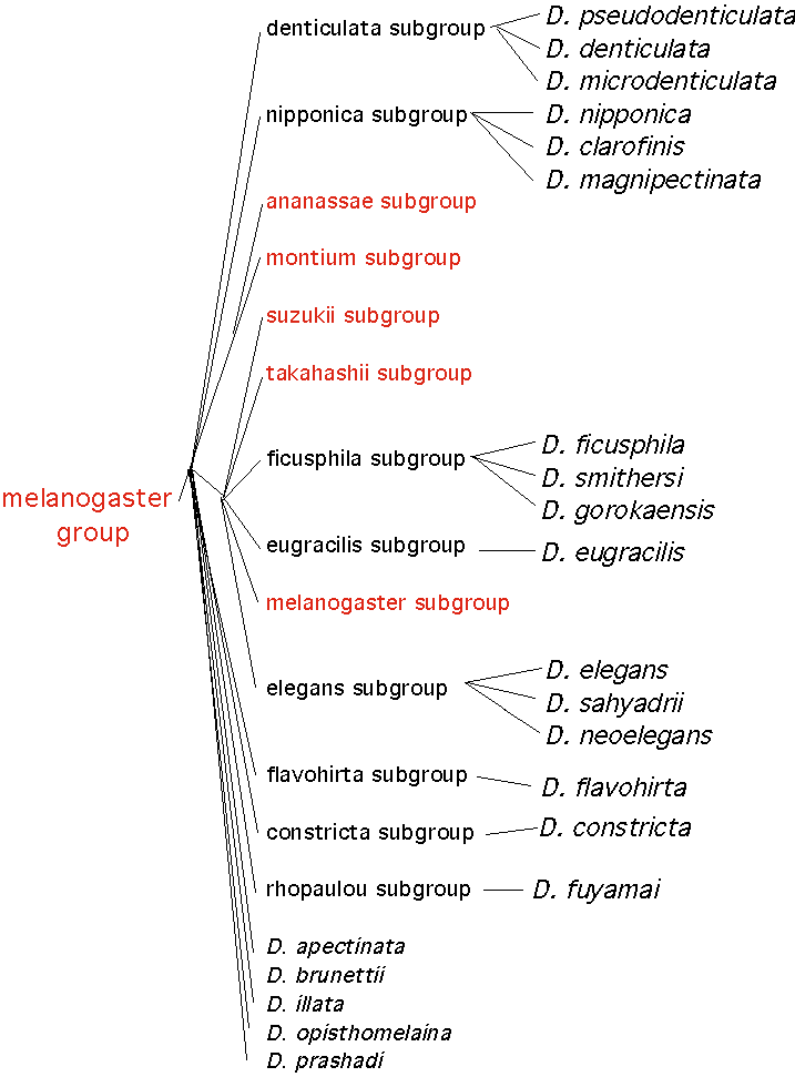 melanogastergroup