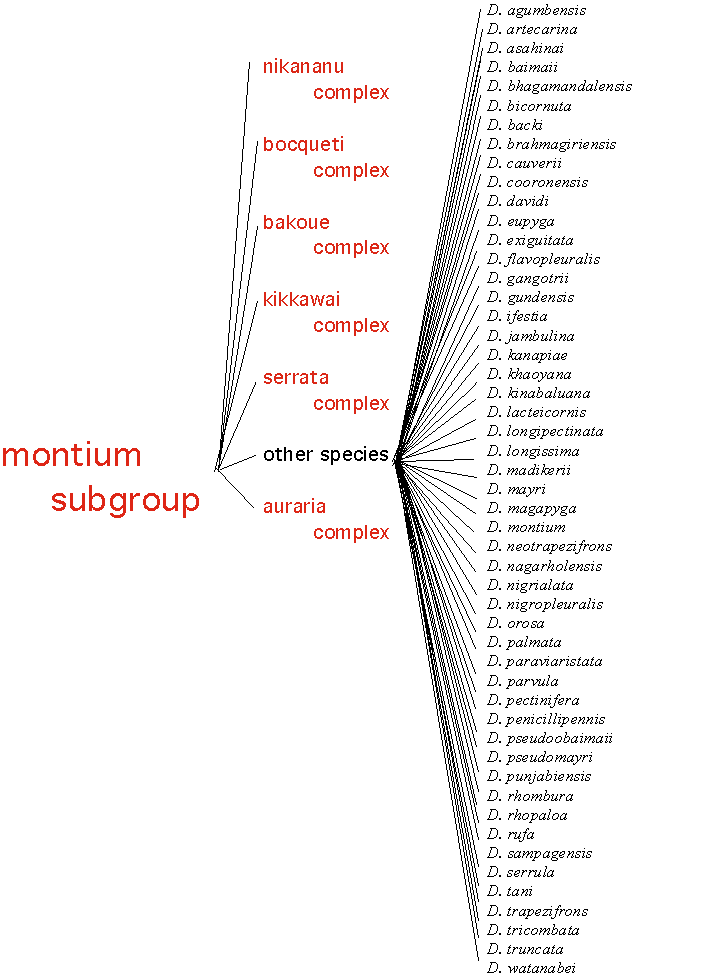 montiumsubgroup