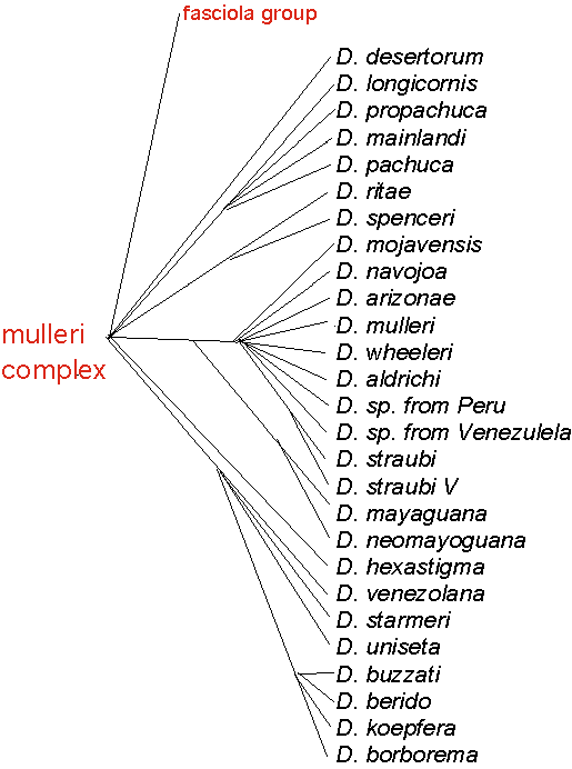 mullericomplex