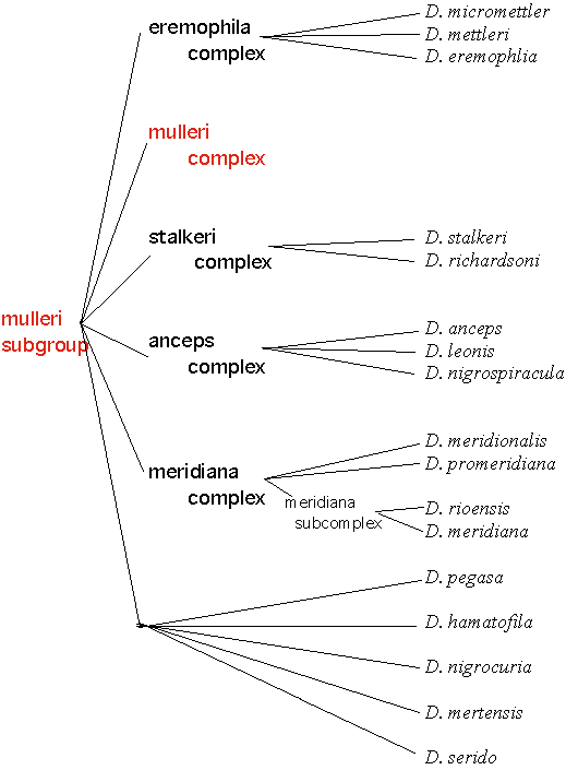 mullerisubgroup