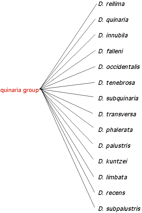 quinariagroup