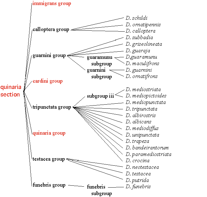 quinariasection